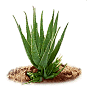 Aloe v.